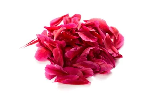 Red petals Stock Photos