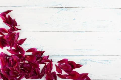 Red petals Foto stock