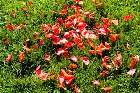 Red petals Stock Photos