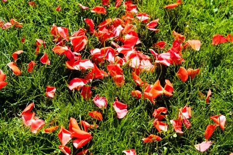 Red petals Stock Photos