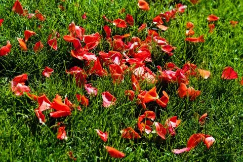 Red petals Stock Photos