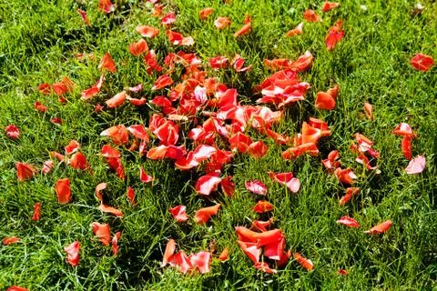 Red petals Stock Photos