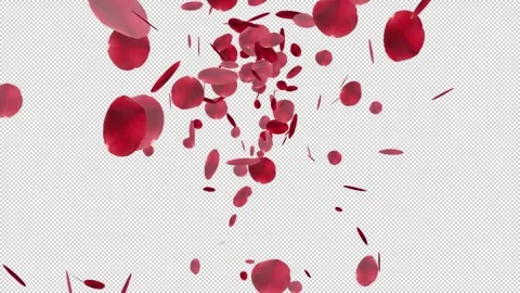 Red petals spreading from the center of the frame on a transparent background Stock Footage 321008598