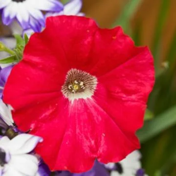 Red petunia bloom Foto stock