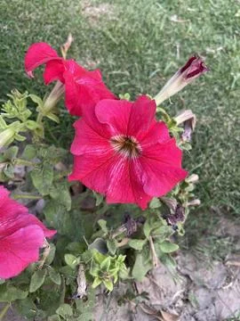 Red Petunia Bloom Stock Photos