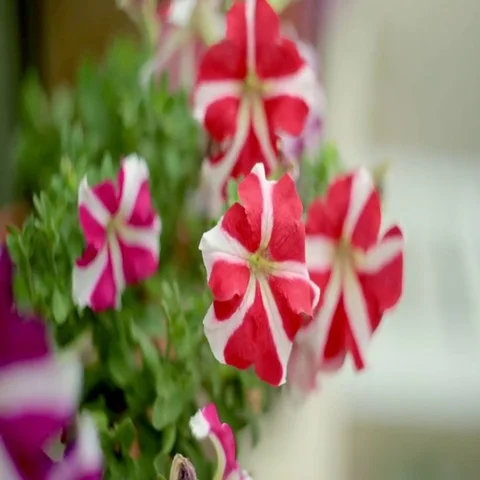 Red petunia, blown by the wind, flower Stock Footage 69535330