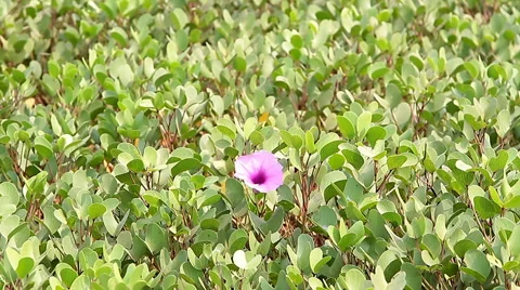 Red petunia flower with green leaves Stock Footage