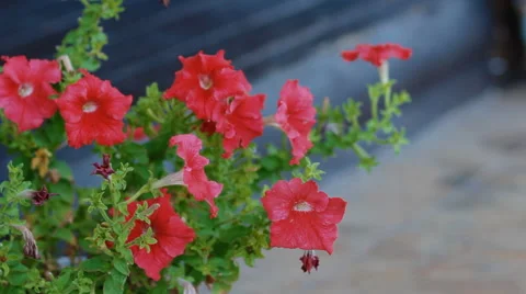 Red petunia in the garden Stock Footage 61347030