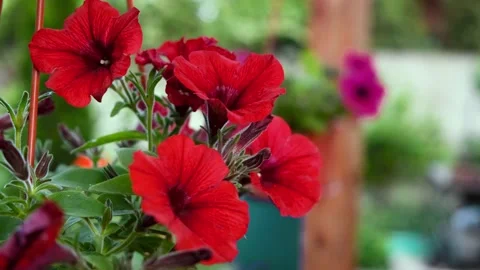 Red petunia hanging in a pot Stock Footage 132356512