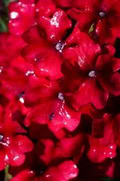 Red petunia 库存照片