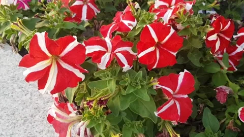 Red petunia in the wind Stock Footage 142073134