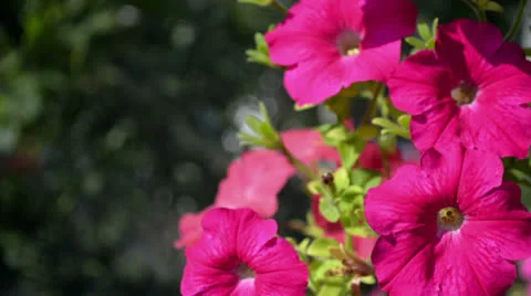 Red petunias wavering Video stock 25847985