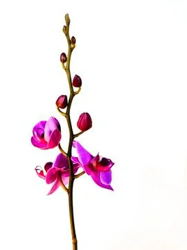 A red Phalaenopsis with partially opened buds isolated on a white backgroun.. Foto stock