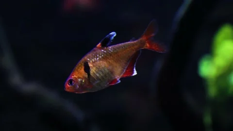 Red phantom tetra fish (Hyphessobrycon sweglesi) swimming in a fish tank Stock Footage 229163386