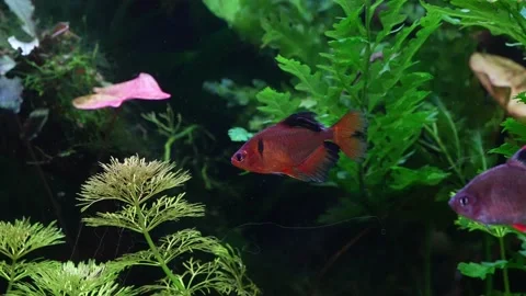 Red phantom tetra Stock-Footage 179524189