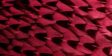 Red pheasant feathers with a visible texture. background Stock Photos