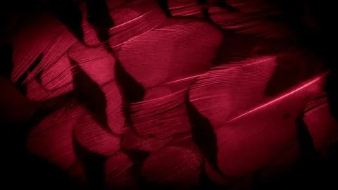 Red pheasant feathers with a visible texture. background Stock Photos
