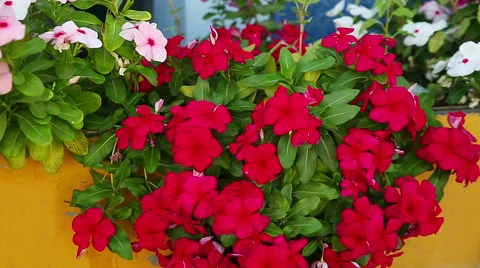 Red phlox, close up Stock Footage 56990377