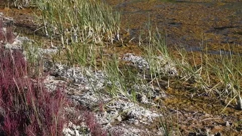 Red pickleweed at the edge of a marsh, 4k Video stock 151284254