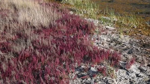 Red pickleweed patch at the shore of a marsh 스톡 동영상 151284261
