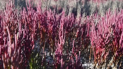 Red pickleweed in a salt marsh Stock Footage 151284256