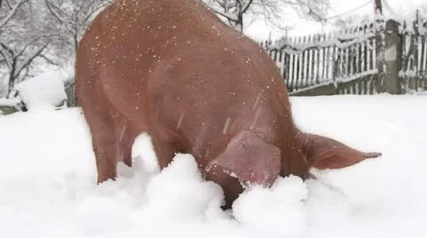 Red pig in a backyard, digging in the snow. Stock-Footage 20305022