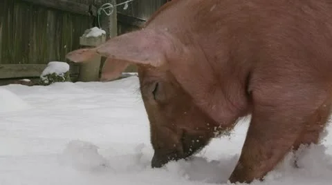 Red pig in a backyard, digging in the snow. Stock Footage 20431882