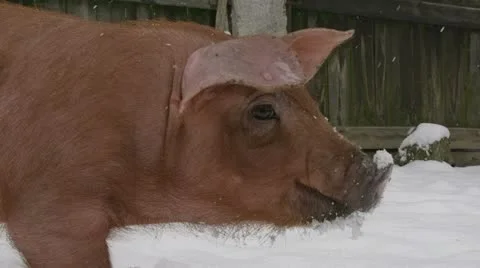 Red pig in a backyard, digging in the snow. Stock-Footage 20454274