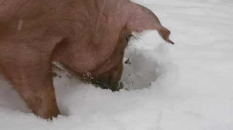 Red pig in a backyard, digging in the snow. Stock-Footage 20454355