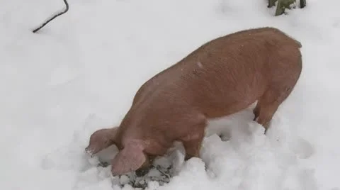 Red pig in a backyard, digging in the snow. Stock-Footage 20454643
