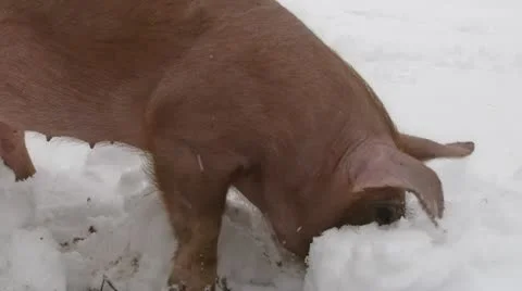 Red pig in a backyard, digging in the snow. Stock Footage 20454923