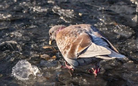 A red pigeon bird eats bread on a pond with an thin ice and water in winter Stock Photos