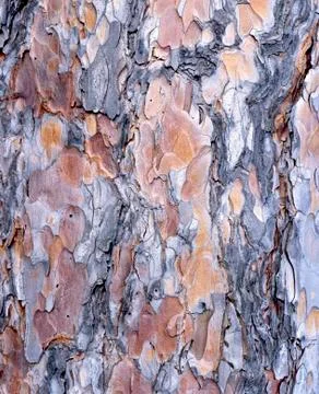 Red Pine Bark Texture Stock Photos