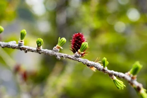 Red pine cone with emerging green buds Stock Photos