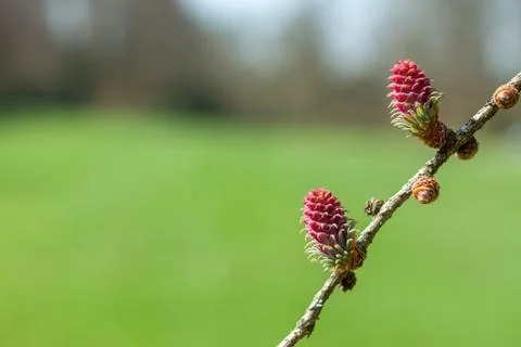 Red pine cone green background Stock Photos