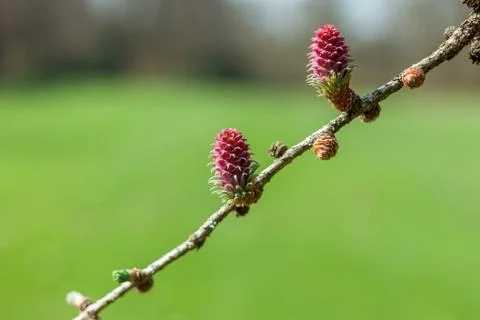 Red pine cone green background Stock Photos
