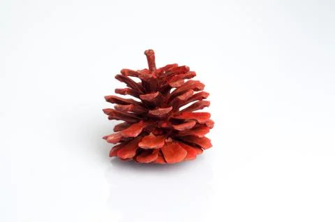 Red pine cone Foto stock