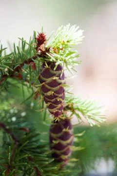 Red Pine Cones Foto stock