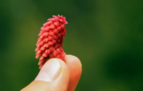 Red pine flower in spring held between fingers Stock Photos