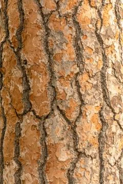 Red pine tree bark vertical texture or background Foto stock