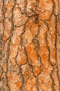 Red pine tree bark vertical texture or background Stock Photos