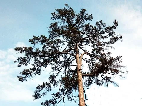 Red pine tree in the park 库存照片