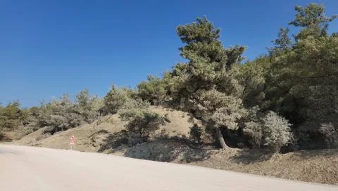 Red pine trees covered with dust from road construction Stock Photos