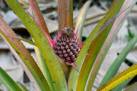 A red pineapple bud beginning to grow on a plant in the field of Asia Stock Photos