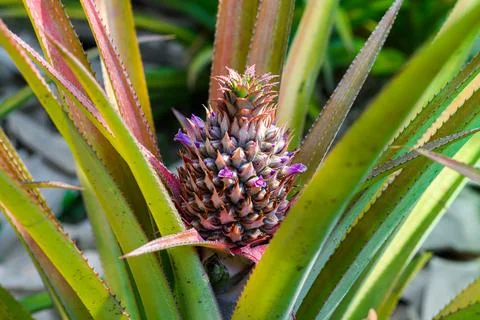 A red pineapple bud beginning to grow on a plant in the field of Asia Stock Photos