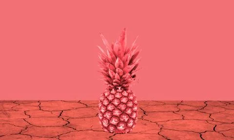 Red pineapple on the dry earth Stock Photos