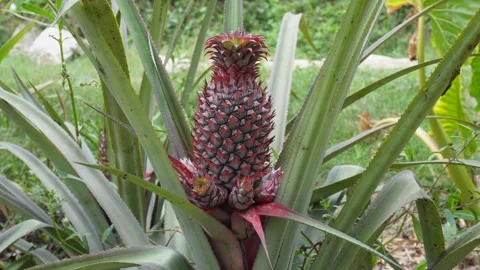 Red pineapple fruit Stock Footage 333996103
