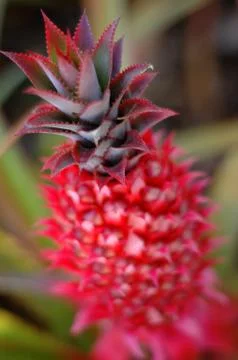 Red Pineapple Stock Photos