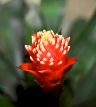 Red pineapple Stock Photos