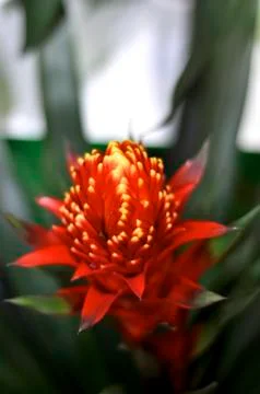 Red pineapple Stock Photos